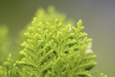 Arborvitae is useful in many types of landscaping designs. Arborvitae is useful in many types of landscaping designs.