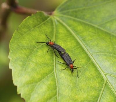 Mating lovebugs on a leaf. Mating lovebugs on a leaf.