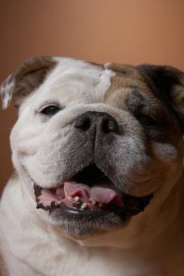 A dog often breathes through his mouth when he has a stopped up nose. A dog often breathes through his mouth when he has a stopped up nose.