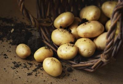Potatoes spilling out of a wicker basket Potatoes spilling out of a wicker basket
