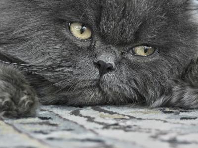 Close up of a Persian cat. Close up of a Persian cat.
