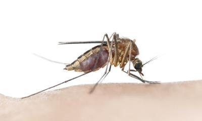 Close up of mosquito. Close up of mosquito.