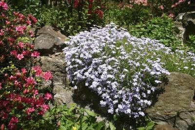 Pink and pale blue creeping phlox grow in a rock garden. Pink and pale blue creeping phlox grow in a rock garden.