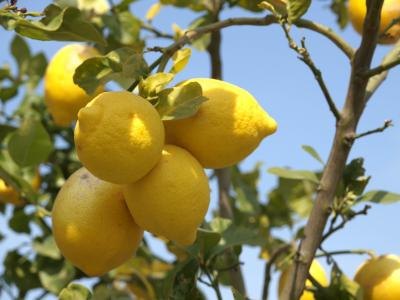 Fresh lemons on a lemon tree Fresh lemons on a lemon tree