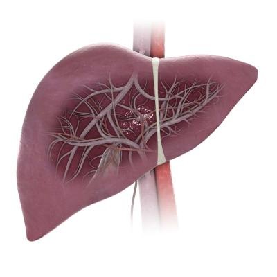 3D rendering of human liver. 3D rendering of human liver.