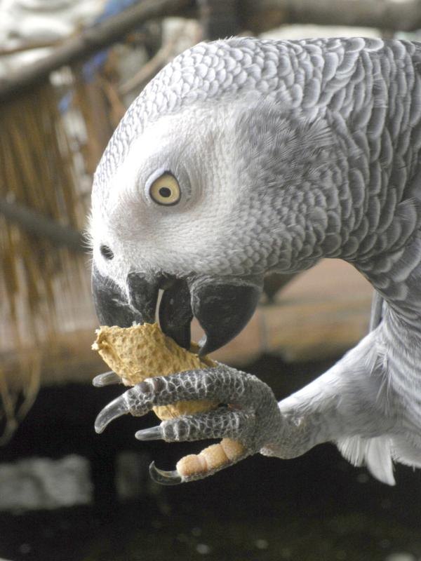 A well-balanced diet is key to your parrot's health. A well-balanced diet is key to your parrot's health.