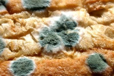 mold growing on bread mold growing on bread