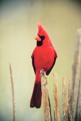 The cardinal is very common throughout Central Texas. The cardinal is very common throughout Central Texas.