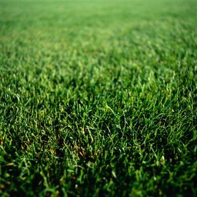Lawn Grass. Lawn Grass.