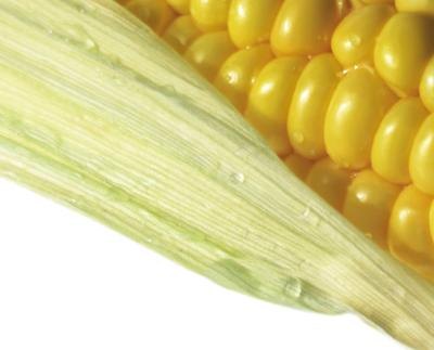Sweet Corn Sweet Corn