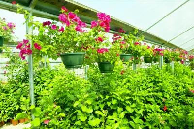 Garden greenhouses extend your growing season by retaining warmth and humidity during the colder months. Garden greenhouses extend your growing season by retaining warmth and humidity during the colder months.