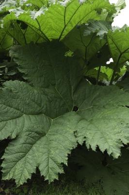 Large leaves absorb more light than small leaves. Large leaves absorb more light than small leaves.