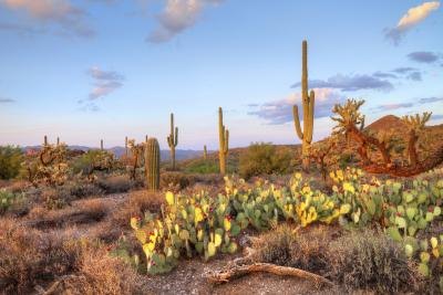 What is Cactus Good for? What is Cactus Good for?