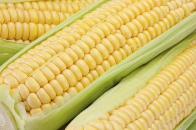 Corn has been grown for more than 7000 years Corn has been grown for more than 7000 years