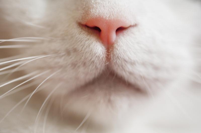 nasal-cancer-in-cats-ehow