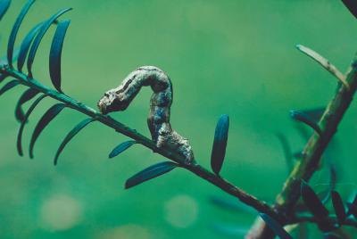 Inchworm Inchworm