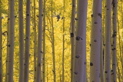 A grove of birch trees. A grove of birch trees.