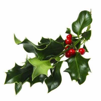 Holly plant. Holly plant.