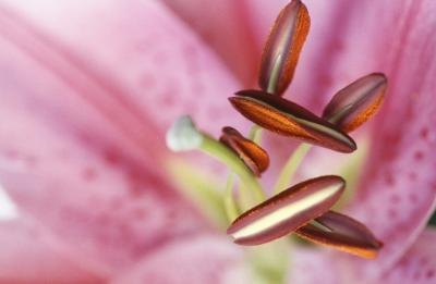 What Part of the Plant Produces Pollen? What Part of the Plant Produces Pollen?