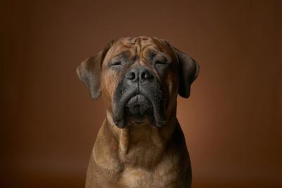 Portrait of a dog. Portrait of a dog.