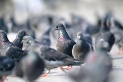 Flock of pigeons. Flock of pigeons.