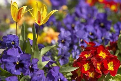 Flower garden. Flower garden.