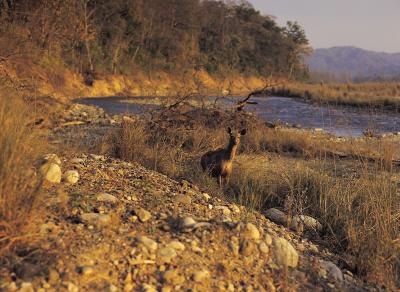 The best places to deer hunt include easy-to-draw tags and excellent trophy potential. The best places to deer hunt include easy-to-draw tags and excellent trophy potential.