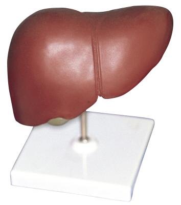 The liver filters and cleans the blood. The liver filters and cleans the blood.