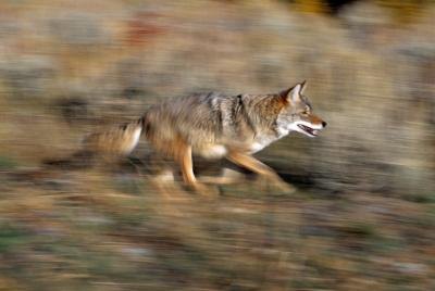 One species of coyote inhabits parts of Georgia. One species of coyote inhabits parts of Georgia.