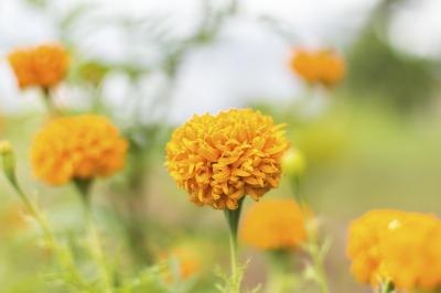 marigold flowers marigold flowers