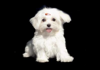 Even a large Maltese is still a small dog. Even a large Maltese is still a small dog.