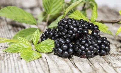 A small heap of blackberries on a wooden counter. A small heap of blackberries on a wooden counter.
