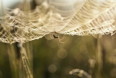 Orb weavers can be of various shapes and contain several different patterns of yellow stripes. Orb weavers can be of various shapes and contain several different patterns of yellow stripes.