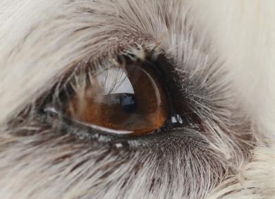 Do not stop treatment of an eye ulcer until your veterinarian confirms that your dog's eye has fully healed. Do not stop treatment of an eye ulcer until your veterinarian confirms that your dog's eye has fully healed.