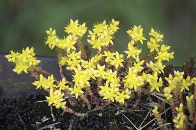 A close-up of a yellow stonecrop plant. A close-up of a yellow stonecrop plant.