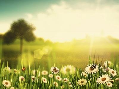 Sun on flowers Sun on flowers
