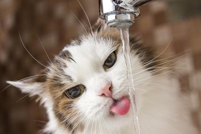 A close-up of a cat drinking from the tap. A close-up of a cat drinking from the tap.