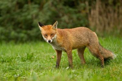 Make your own fox repellent. Make your own fox repellent.
