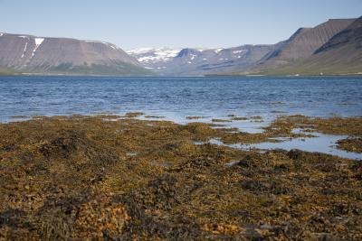 Red algae. Red algae.