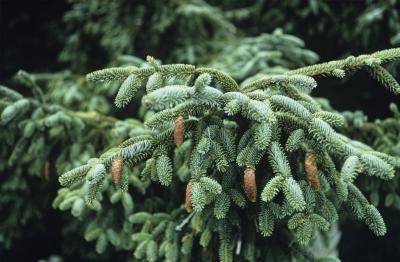 Natural Uses for Pine Trees Natural Uses for Pine Trees