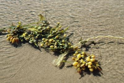 Bladderwrack is a type of seaweed. Bladderwrack is a type of seaweed.