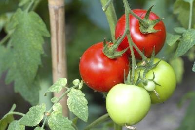 tomato plant tomato plant