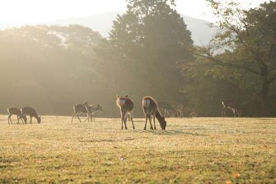 Deer graze in a mountain valley on a misty morning. Deer graze in a mountain valley on a misty morning.