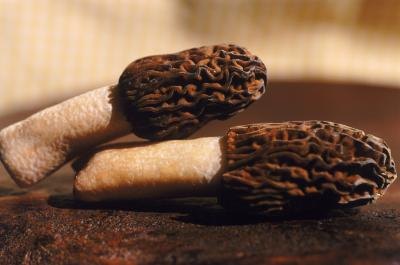 Black morels grow near several tree species. Black morels grow near several tree species.