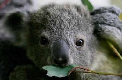 young koala eating leaf young koala eating leaf