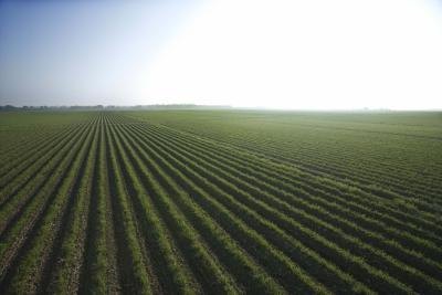 Agricultural landscape. Agricultural landscape.