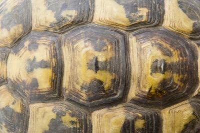 Texture is one of the five elements of art. Texture is one of the five elements of art.