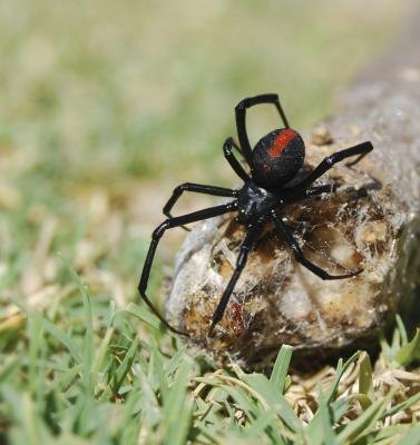 the venomous Black Widow the venomous Black Widow