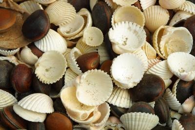 Seashells can be used in many craft projects. Seashells can be used in many craft projects.