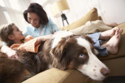 The family dog is another member of the family. The family dog is another member of the family.